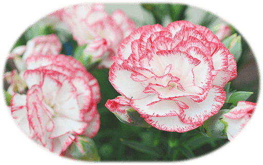 花の写真