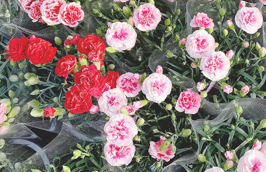 花の写真