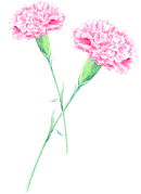 イラスト