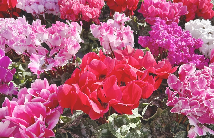 花の写真