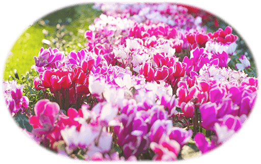 花の写真