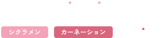 大切な人の暮らしに彩りを シクラメン カーネーション